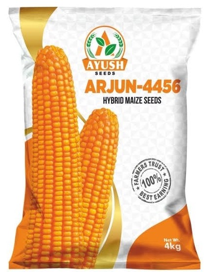 Premium Golden Maize - full professional view, no crop
