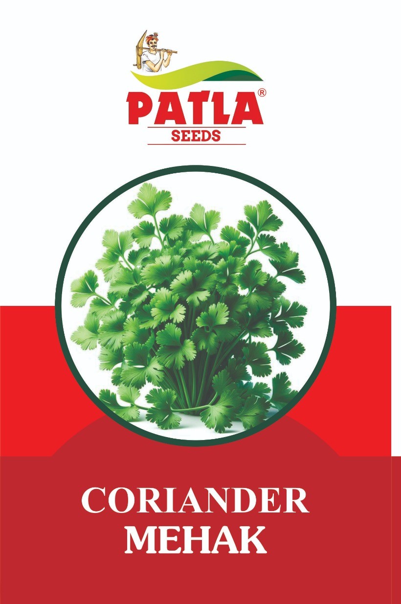 Coriander