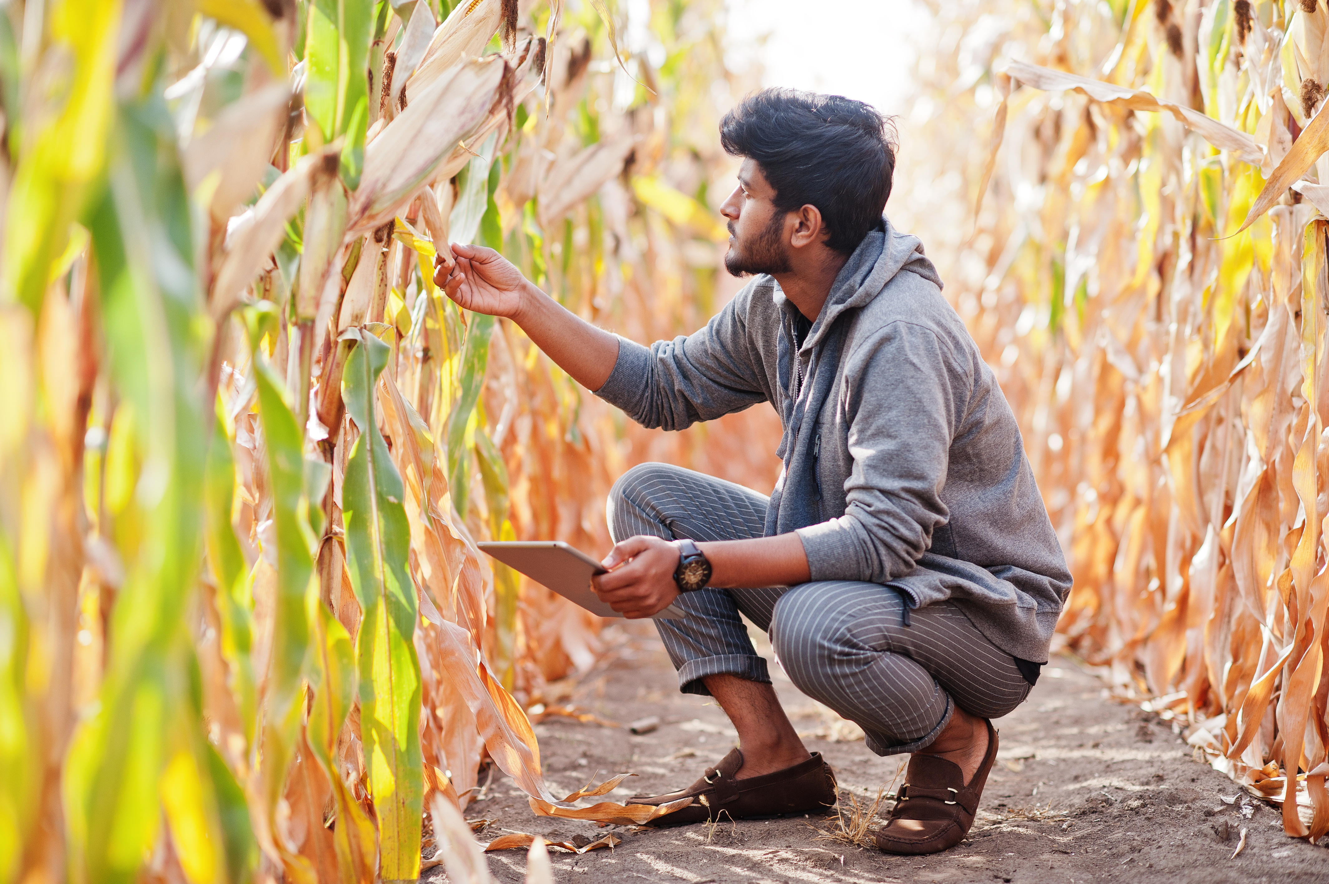 Maize Research