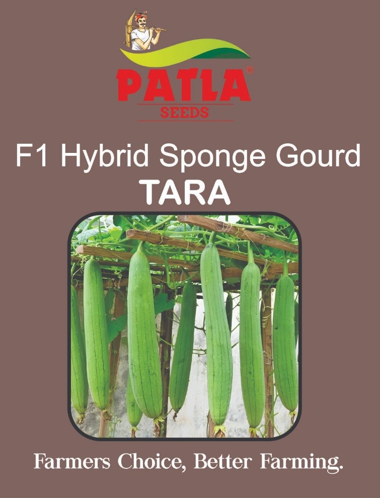 Sponge Gourd Richi