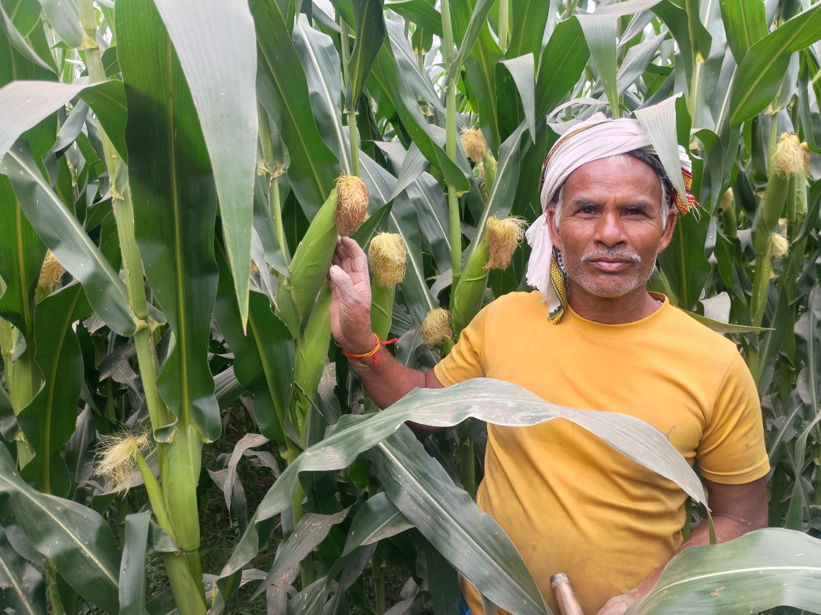 Premium Maize Seeds