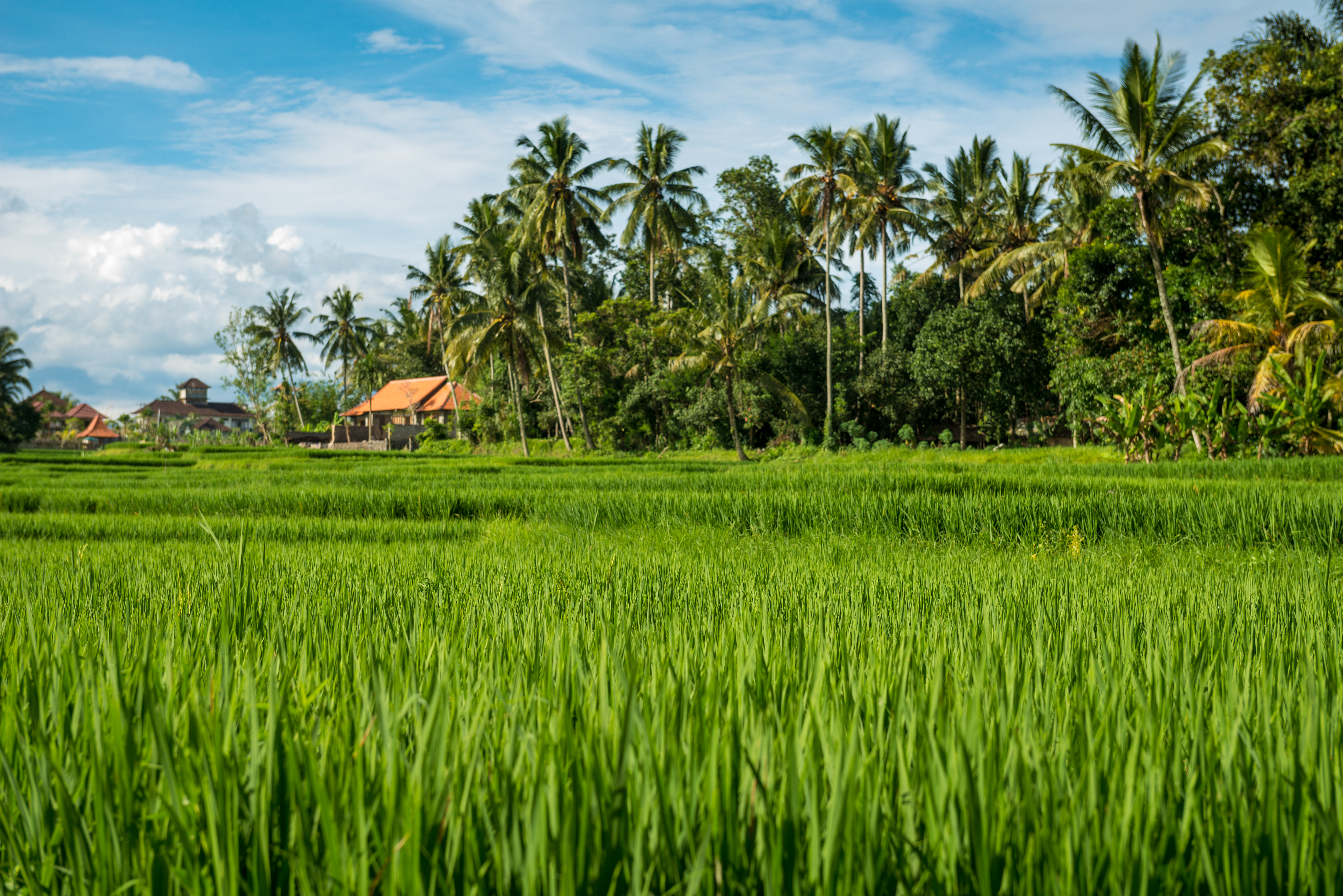 Paddy Research Field