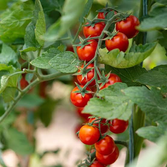 Tomato