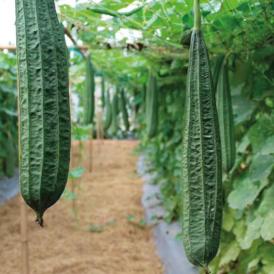Vegetable Garden
