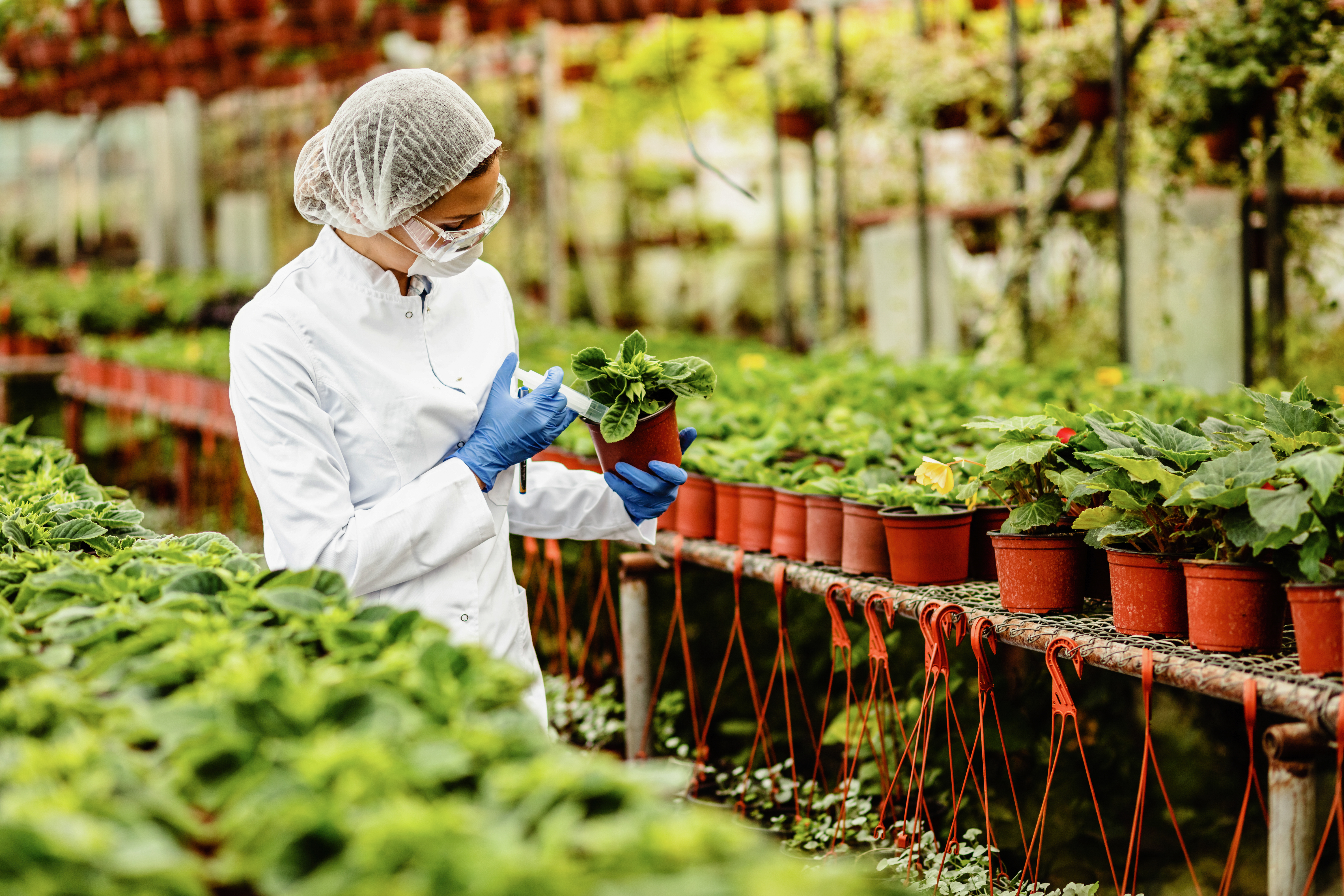 Vegetables Research